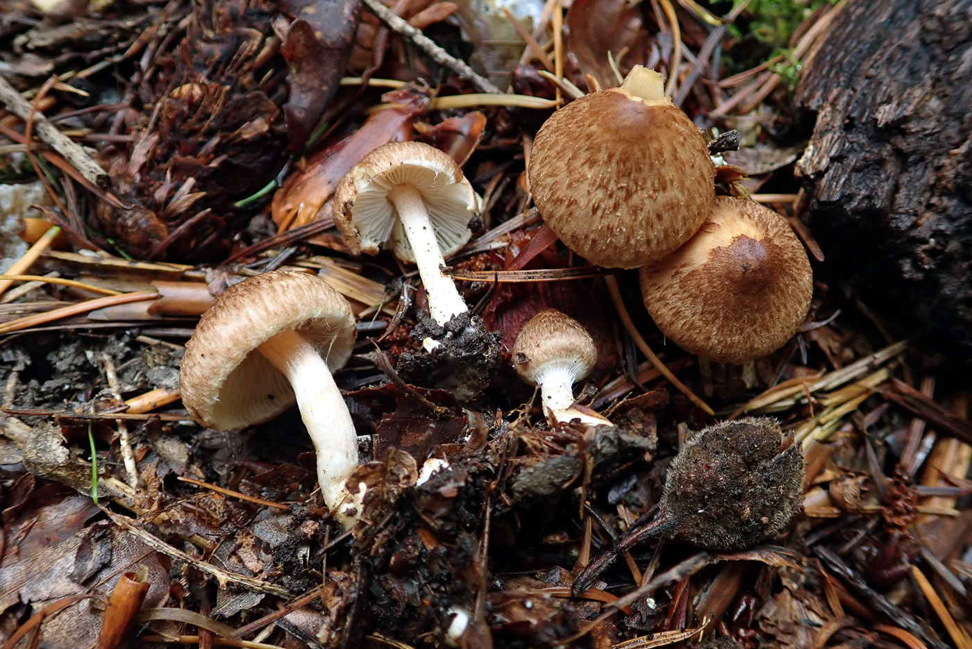 Inocybe flocculosa by Penny Cullington